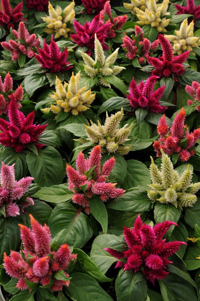 May include: A variety of celosia plants in bloom. The plants have vibrant red, pink, and cream-colored flowers. The flowers are feathery and have a unique texture.