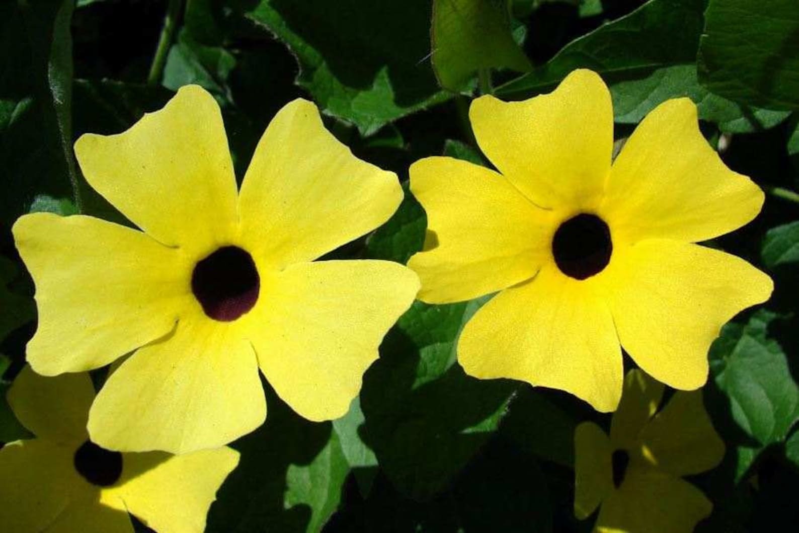 Black Eyed Susan Vine Thunbergia Seeds Susie Yellow W/ Eye 25 Etsy