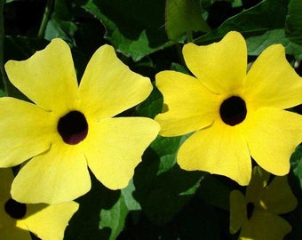 Black Eyed Susan Vine Thunbergia Seeds Susie Yellow W/ Eye  25 thru 250 seeds you pick