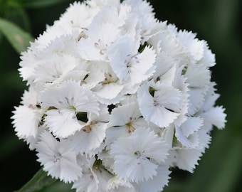 Flower Seeds 50 Pelleted Dianthus Seeds Dianthus Sweet White