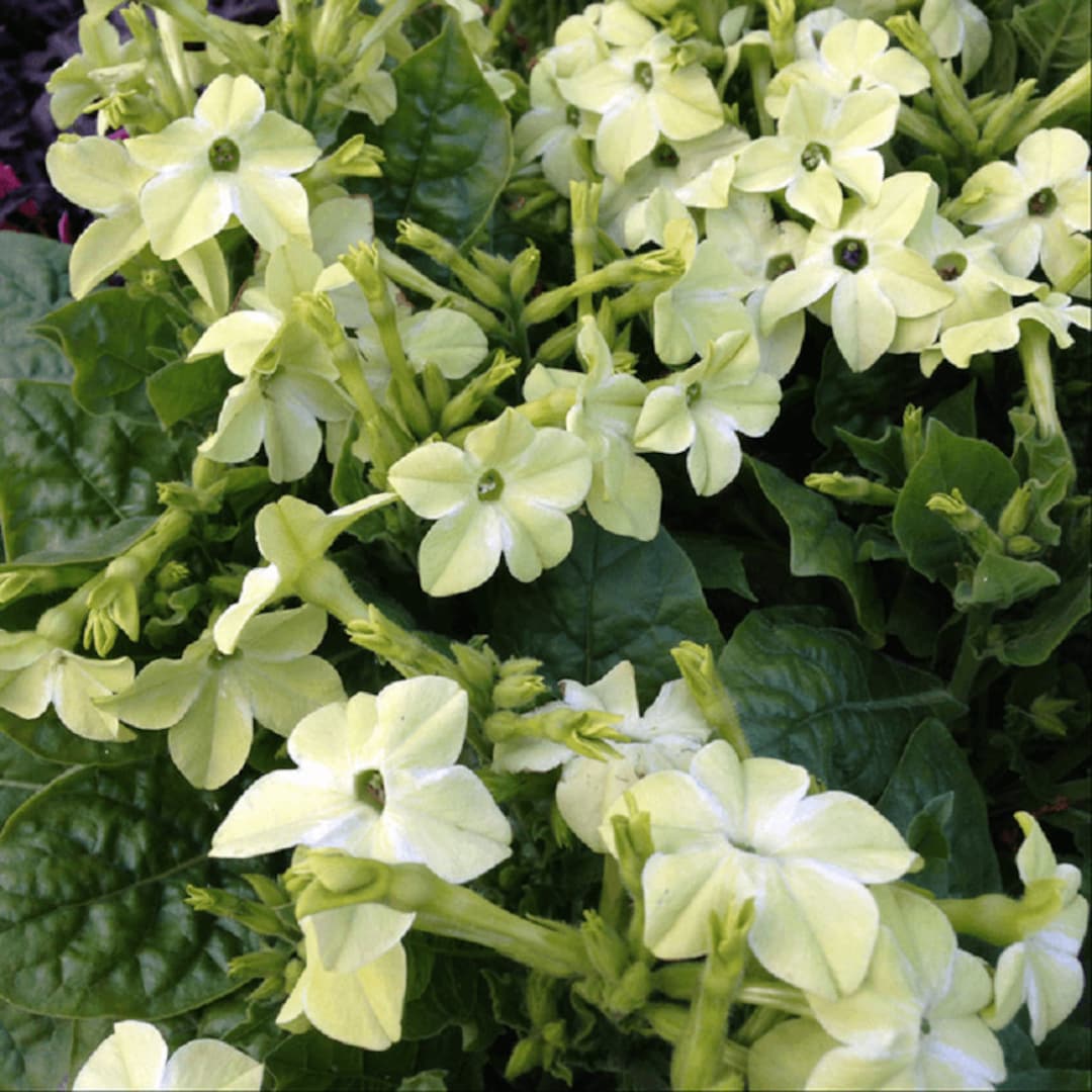 Amazing Nicotiana Seeds View in HD Amazing Nicotiana Seeds View in HD