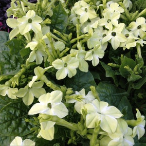 50 Pelleted Seeds Nicotiana Seeds Nicotiana Starmaker Deep Lime Flower Seeds Annual Seeds