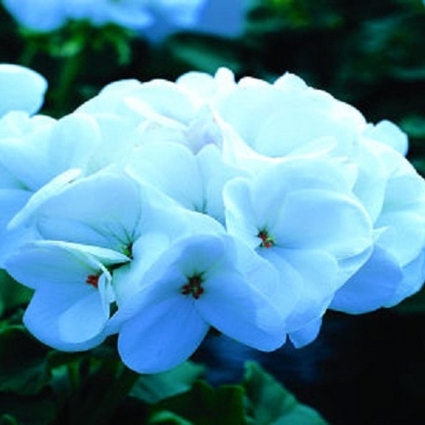 Geranium Saturn White Lightning 15 Seeds Geranium Seeds