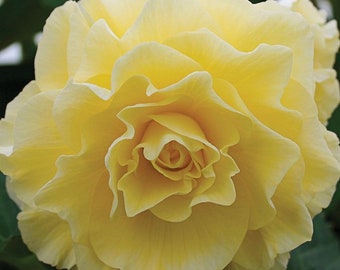 Trailing Begonia Seeds Limitless® Yellow 15 Pelleted Seeds