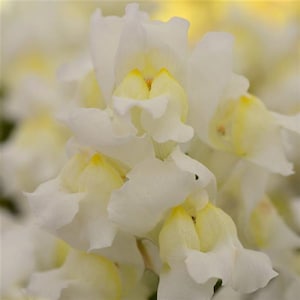 Snapdragon Snapshot White 50 Pelleted Snapdragon Seeds Bedding Plant