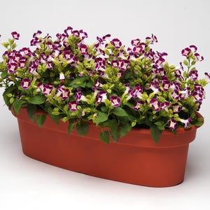 thumbnail image 2 of Torenia Kauai White Seeds – 50 Pelleted Seeds For Partial Shade, Spring & Summer Bloom 2 of 2