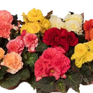 Trailing Begonia Seeds Limitless® Mix 15 Pelleted  Seeds
