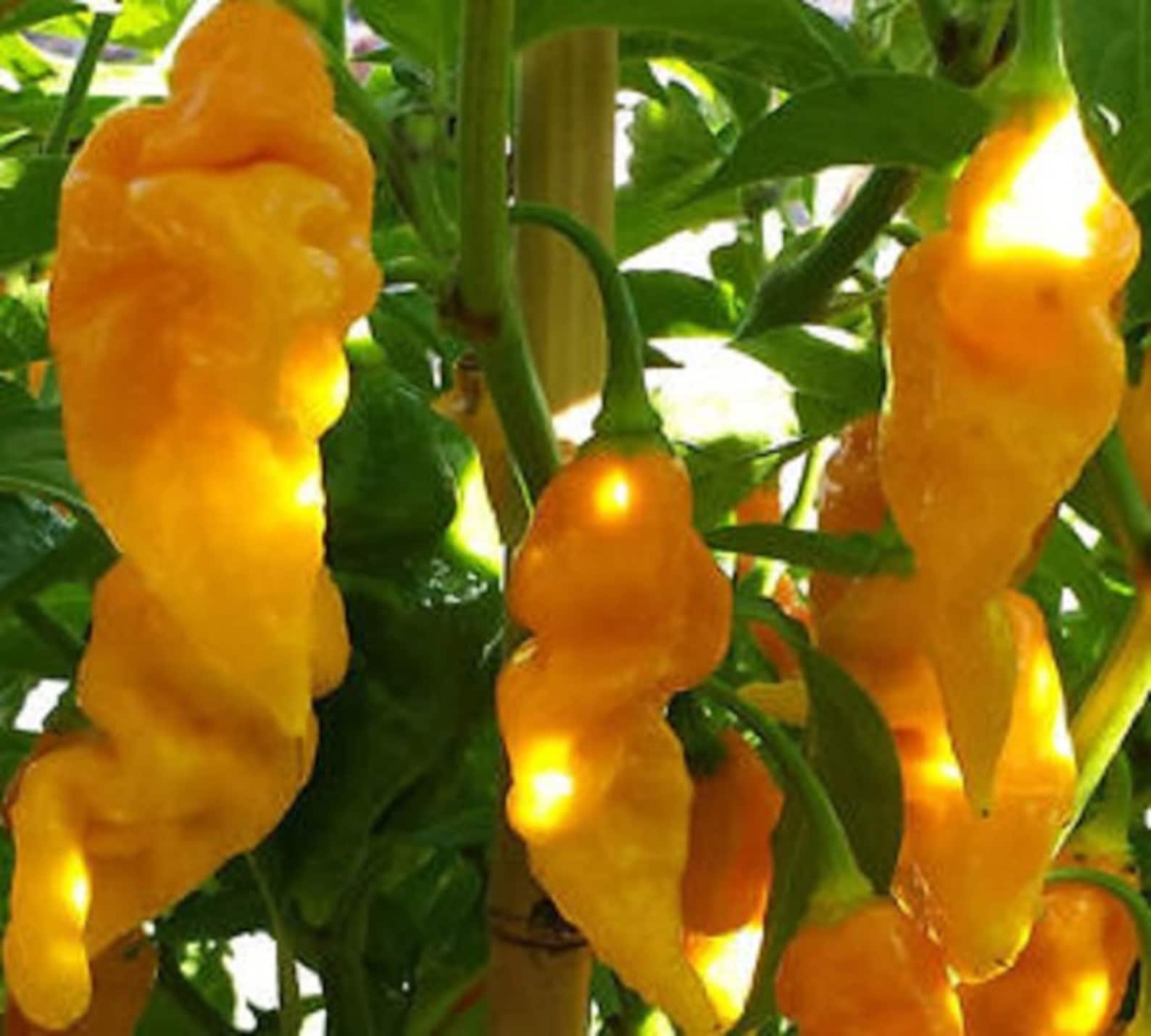 50 Pepper Seeds Bhut Jolokia Yellow Ghost Pepper Etsy 50-pepper-seeds-bhut-jolokia-yellow-ghost-pepper-etsy