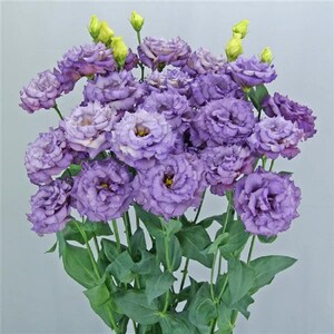 Flower Seeds Lisianthus Seeds Celeb 2 Metallic Blue 25 Pelleted Seeds Cut Flowers Garden Flowers