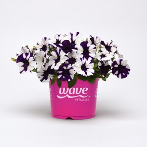 May include: A pink pot with white and purple striped petunias. The pot has the text "wave petunias" on the front.