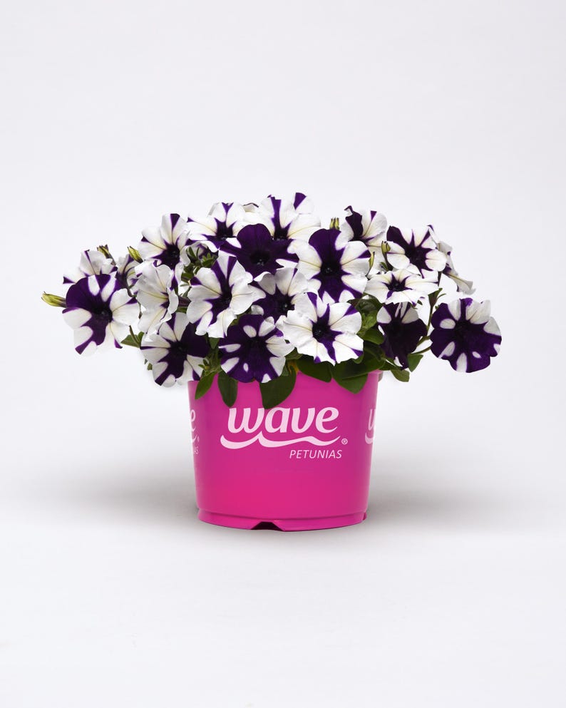 May include: A pink pot with white and purple striped petunias. The pot has the text "wave petunias" on the front.