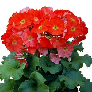 Primrose Seeds Primula Obconica Original Dark Orange 50 Seeds