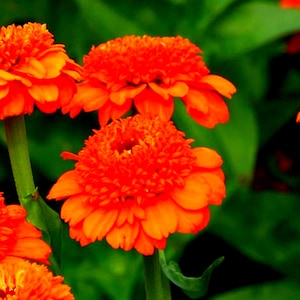 25 Zinnias Seeds Zinnia Zinderella Orange Cut Flowers