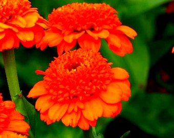25 Zinnias Seeds Zinnia Zinderella Orange Cut Flowers