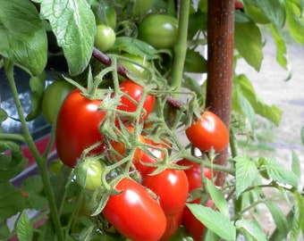 MPB#6 Tomato Seeds Juliet Grape 25 thru 1,000 F1 Hybrid