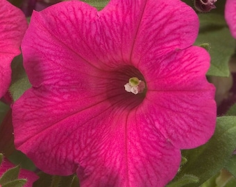 Petunia Seeds Petunia Explorer Rose 25 Pelleted Seeds
