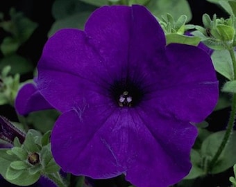 Petunia Seeds Petunia Explorer Blue 25 Pelleted Seeds