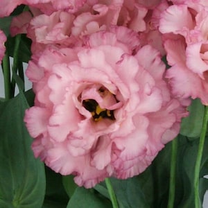 Flower Seeds Lisianthus Seeds Celeb 2 Madonna 25 Pelleted Seeds Cut Flowers, Plant Seeds