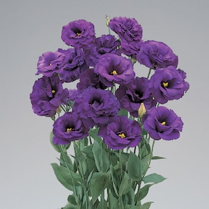 MPB#4 Lisianthus Seeds Super Magic Deep Blue 50 thru 500 Pelleted Seeds Cut Flower Seeds