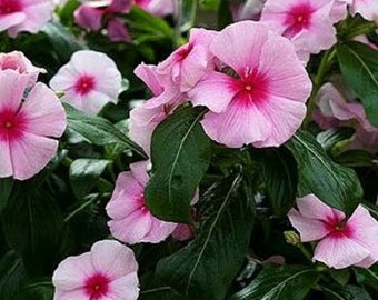 Vinca Seeds Cora Cascade Strawberry 25 Seeds
