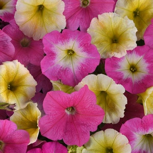 Petunia Seeds E3 Easy Wave® Sweet Taffy Mix 25 Pelleted Seeds