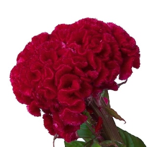 Celosia Seeds 50 Seeds Celosia Captain Dark Red Cockscomb Seeds