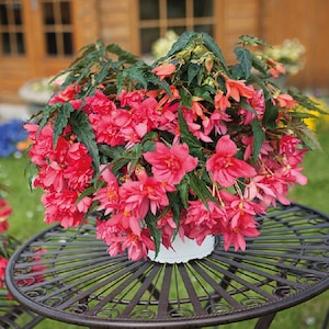 Begonia Seeds Funky Light Pink 15 Pelleted Seed