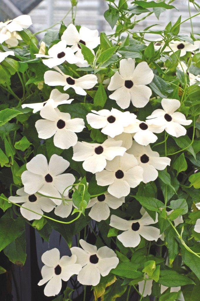 Graines en vrac Thunbergia Susie White W/Eye 500 fleur Graines en vrac Thunbergia Susie White W/Eye 500 fleur fleur fleur 619df0