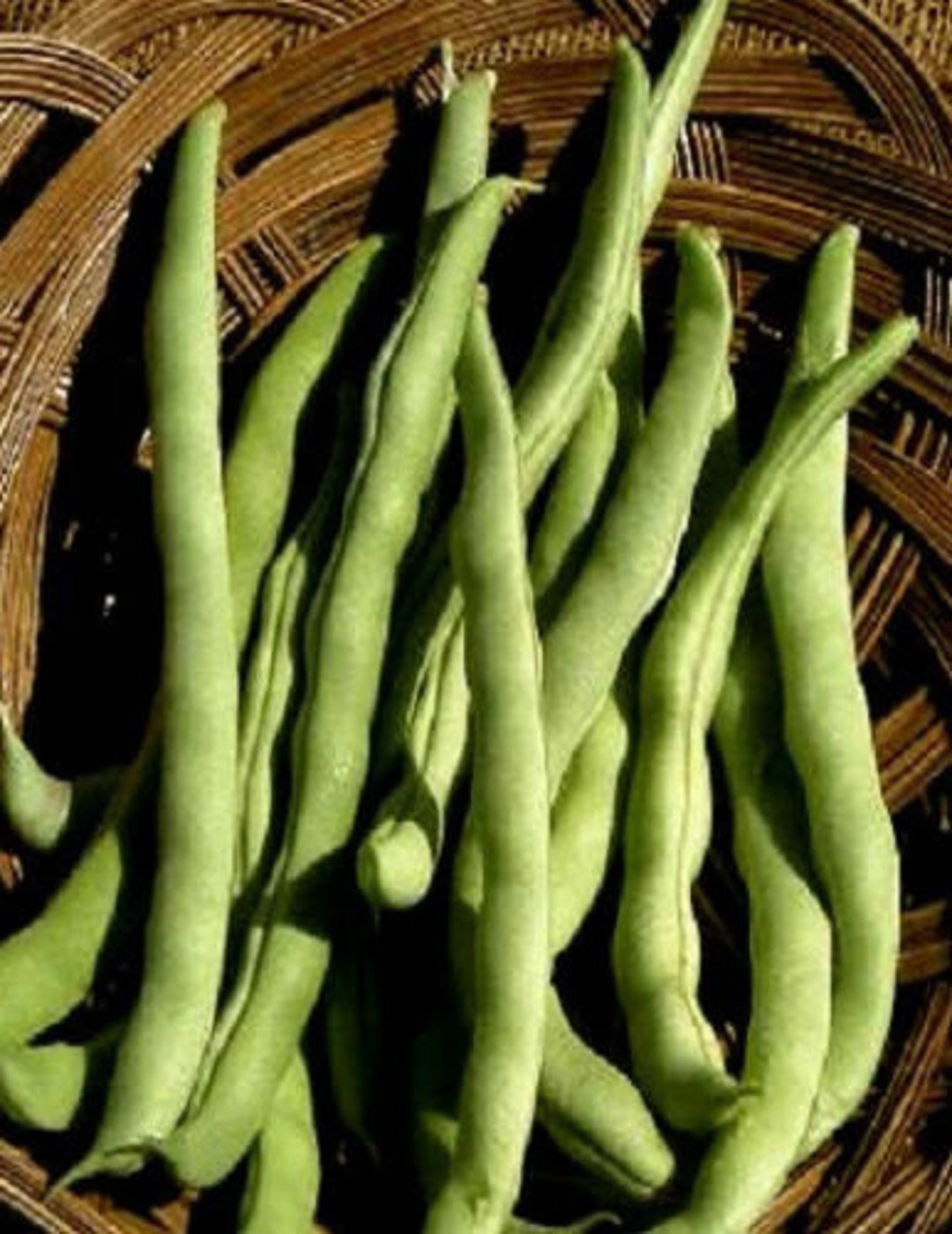 50 Seeds Kentucky Wonder Brown Pole Bean Bean Seeds Etsy