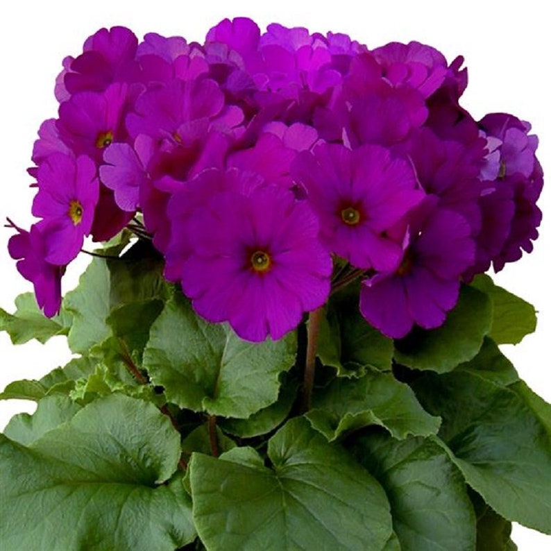 Primrose Seeds Primula Obconica Original Violet 50 Seeds image 1