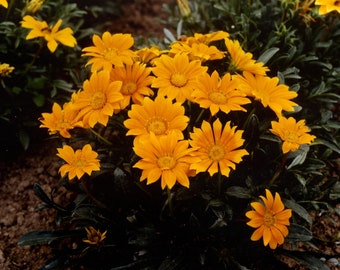 MPB#12 Gazania Seeds Mini Star Tangerine 25 thru 500 Seeds Flower Seeds