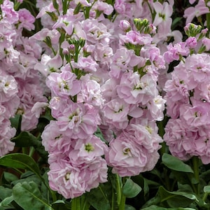 50 Seeds Stock Seeds Mime Light Pink Cut Flower F1 Variety