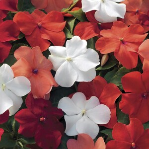 Garden Flower Gift, Seed Mix Impatiens Seeds 50 Seeds Impatiens Xtreme Hot Mix flower seeds