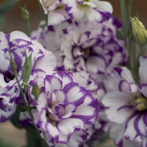 Lisianthus Seeds Lisinathus Excalibur Blue Picotee 50 Pelleted Seeds Lisinathus Excalibur