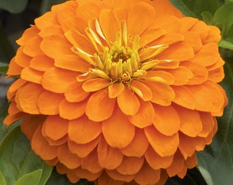 25 Zinnia Seeds Zinnia Magellan Orange Zinnias Flower Seeds Plant Seeds