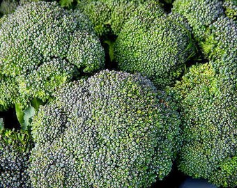 3,000 Broccoli Seeds Walthan