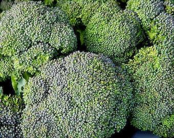 3,000 Broccoli Seeds Walthan