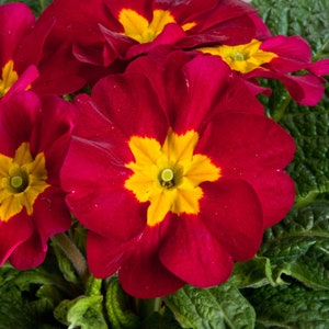 Primula Seeds 50 Primrose Seeds Primula Danova Wine Red Bicolor