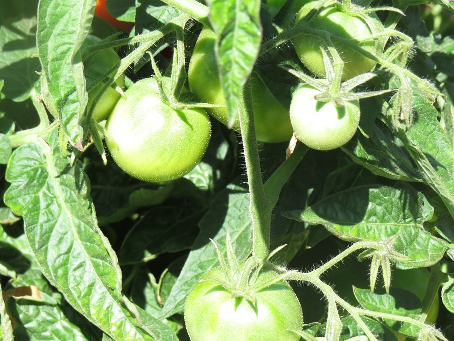 Patio Hybrid 100 Tomato Seeds Patio Tomato Seeds Etsy