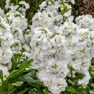 Flowers 50 Stock Seeds Mime White Cut Flower F1 Variety