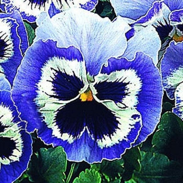 White Pansy 50 Seeds 