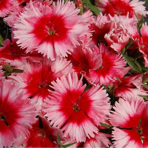 Dianthus Seeds 25 Pelleted Seeds Dianthus Diana Scarlet Picotee