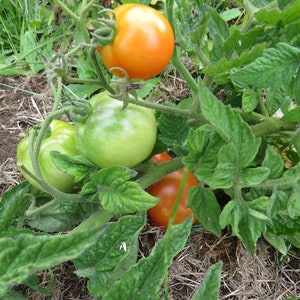 MPB#6 Patio Tomato Seeds F1 Hybrid 25 thru 500 Seeds Hybrid Tomato Seeds