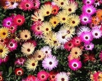 250 Seeds Livingstone Daisy Mix Flower Seeds