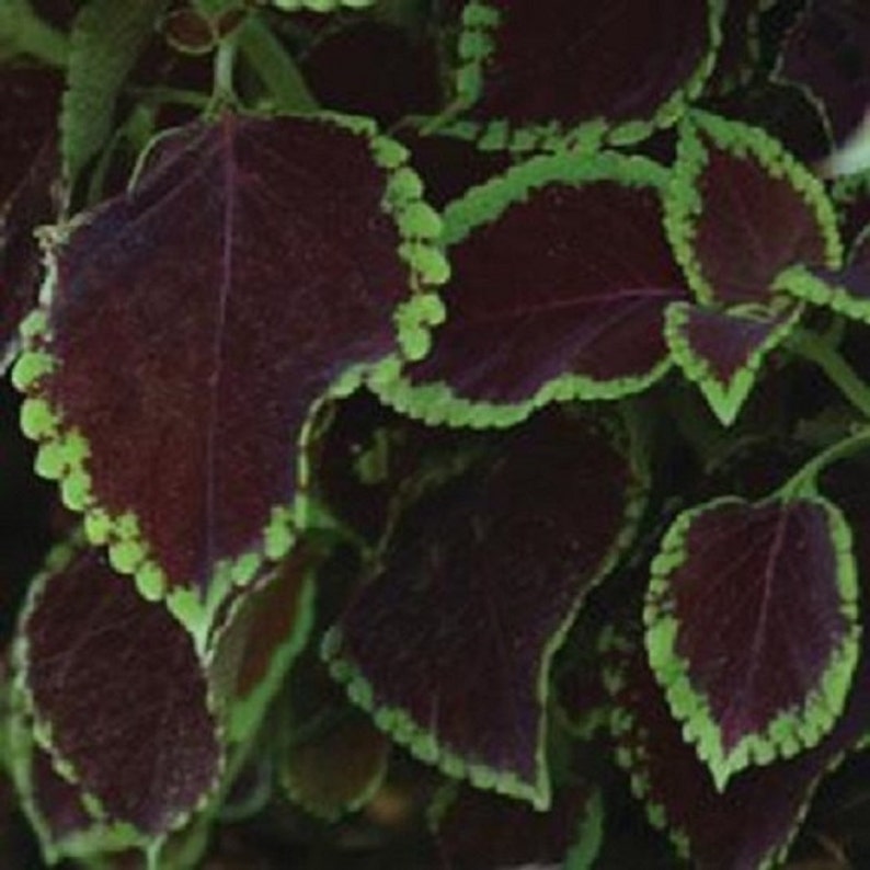 chocolate mint seeds for sale chocolate mint seeds for sale
