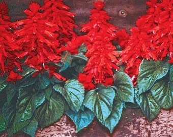 Salvia Seeds Vista Red 50 Seeds Flower Seeds