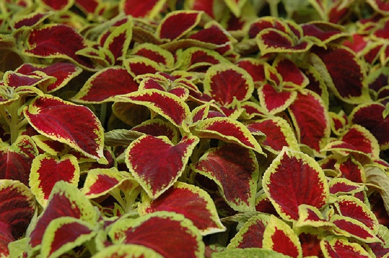Coleus Wizard Seeds - Thumbnail 2