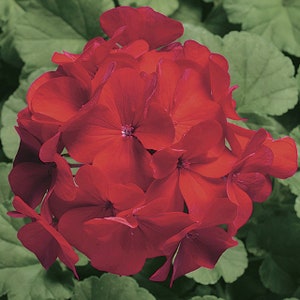 MPB#3 Geranium Ringo Cardinal Seeds 15 thru 250 Seeds You Pick geranium seeds