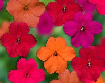 Impatiens Seeds Impatiens XDR Tango Mix 50 Seeds