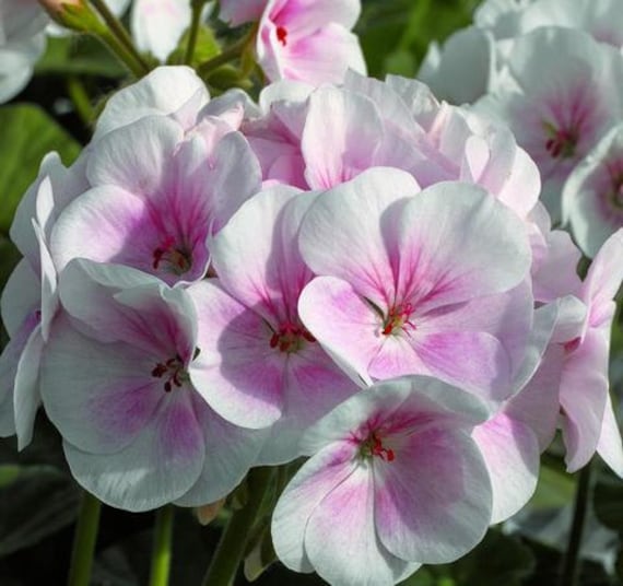 Mpb3 Geranium Seeds For Sale Maverick Apple Blossom 100 Bulk Etsy Australia Mpb3 Geranium Seeds For Sale Maverick Apple Blossom 100 Bulk Etsy Australia
